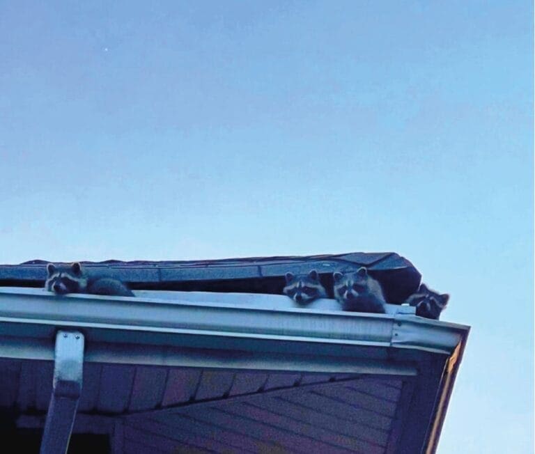 soffit and fascia repair near my area